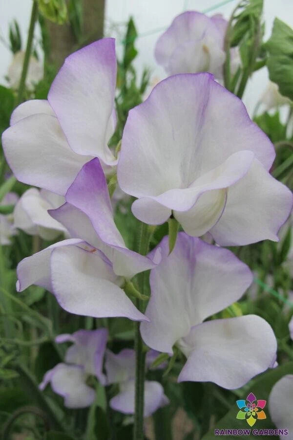 Albutt Blue Sweet Pea Seeds - 50+ Count for Garden Planting - Lathyrus odoratus - USA Grown, Free Shipping