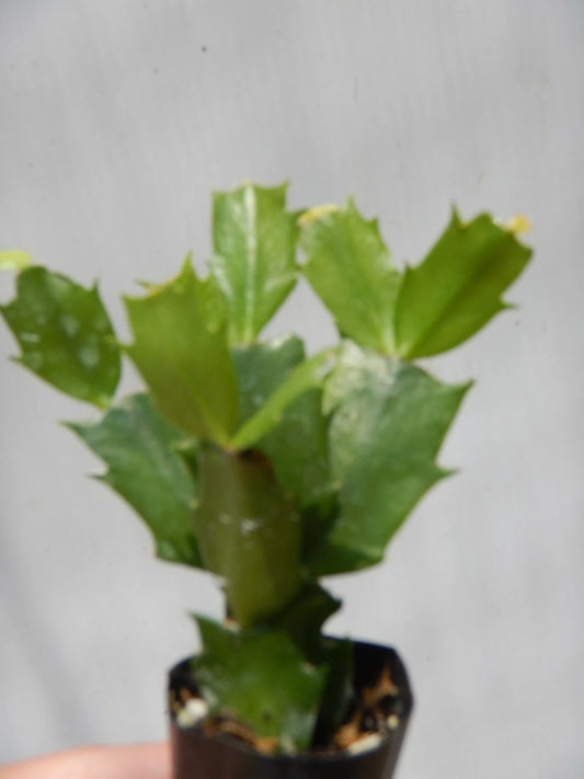Christmas Cactus Starter Plant - Schlumbergera Truncata - Healthy Well-Rooted Named Variety