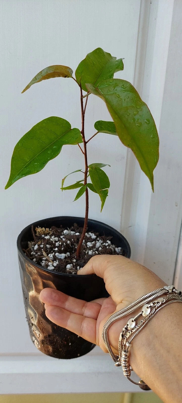 Gumbo Limbo Seedlings - 8" Live Bursera Simaruba Trees for Sale