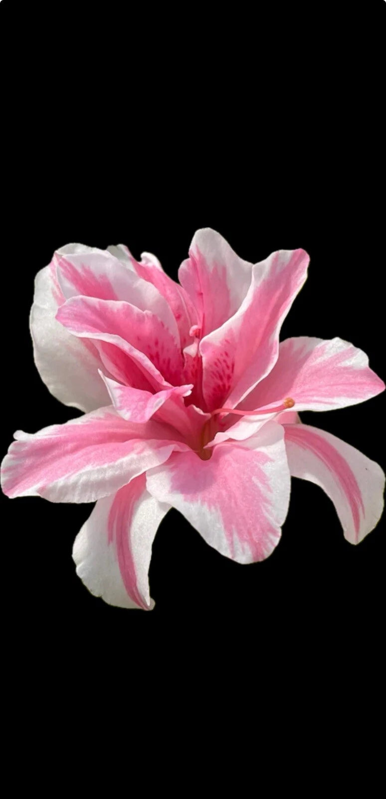 Azalea Starter Plant - Sugar and Spice Variety - Rhododendron - Rare Garden Plant