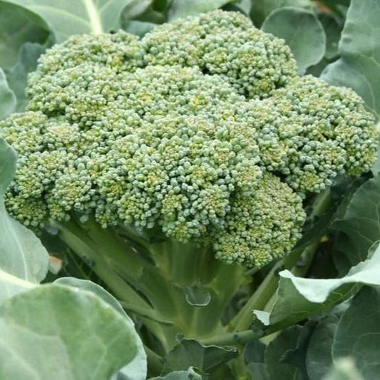 Calabrese Broccoli Seeds - 1000+ Count - Green Sprouting - Brassica oleracea - Ideal for 2025 Planting