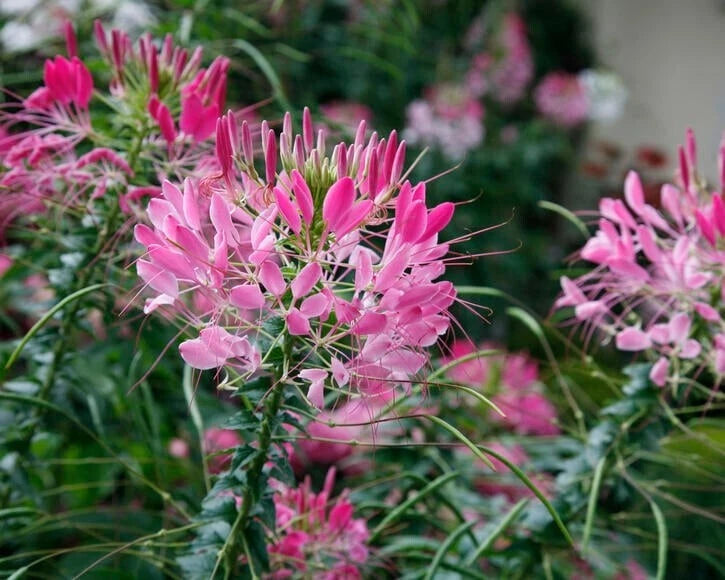 Rouge Spider Seeds - 100 Pack - Clome Spinosa Perennial - Attracts Bees - US Seller