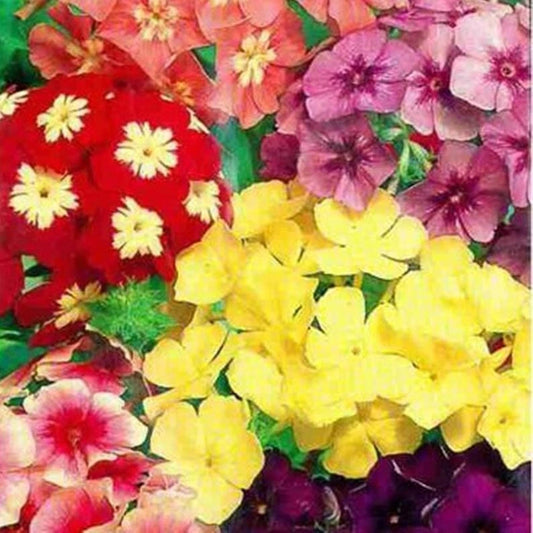 50 Dwarf Mix Phlox Seeds | Perennial Flower Seeds | Butterfly Garden | Phlox paniculata | US Seller