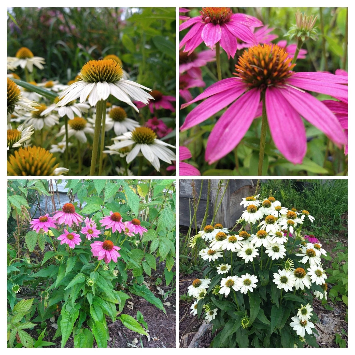 Echinacea Pow Wow Duo Live Plants 4 Plugs, Echinacea purpurea, Deep Rose & White Coneflowers, Perennial Baby Plants