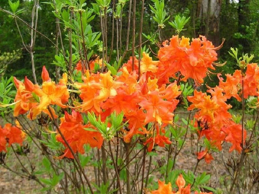Aromi Azalea Starter Plant - Frontier Gold Variety - Rhododendron Deciduous - Dormant Small Plant