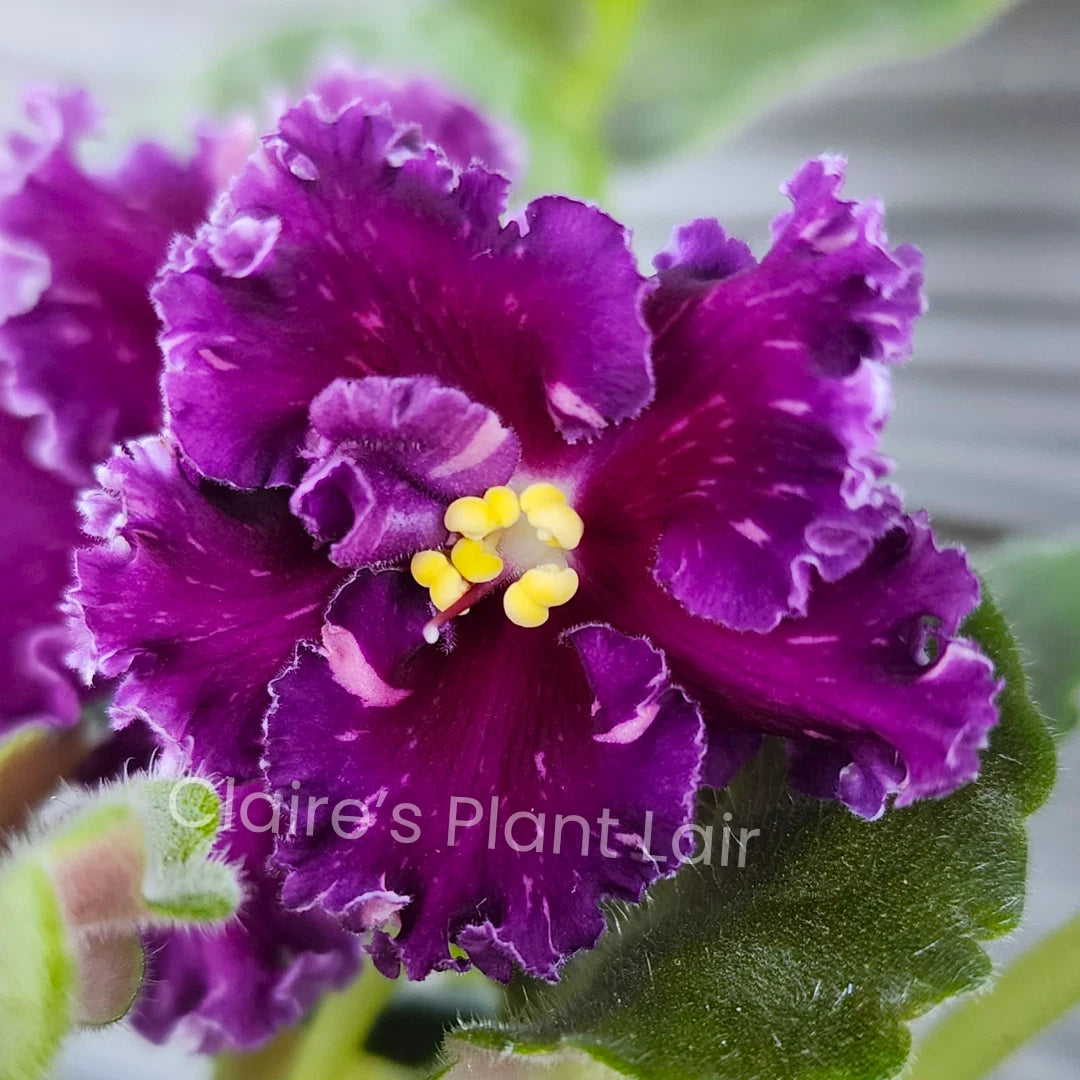 African Violet Leaf - AV-Red Diamond (АВ-Красный Бриллиант) - Standard Variety for Home Gardening and Indoor Plants