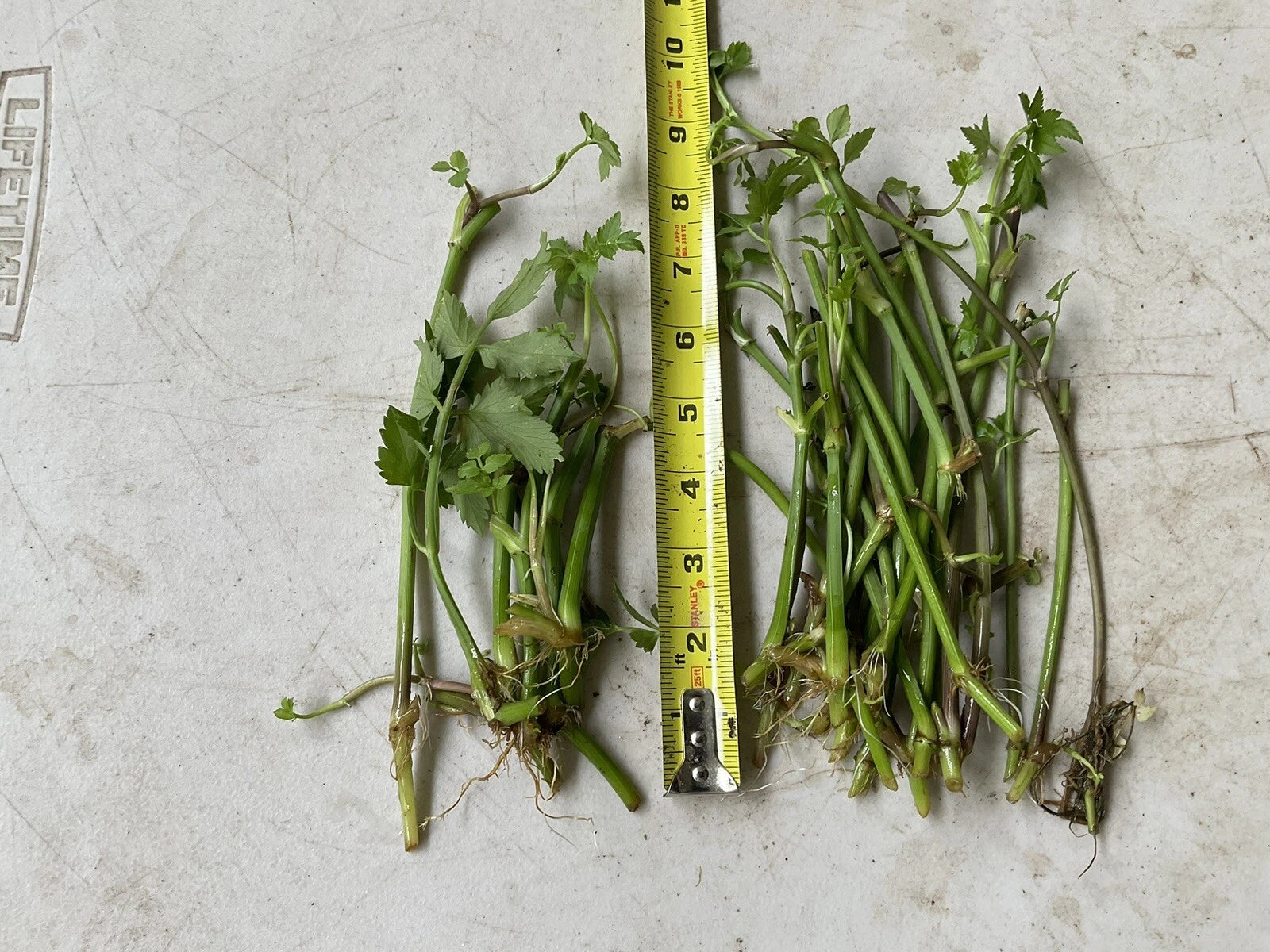 20 Bare Roots Oenanthe javanica, Minari, Water Dropwort, 水芹菜 - Fresh Culinary Herb for Gardens and Cooking
