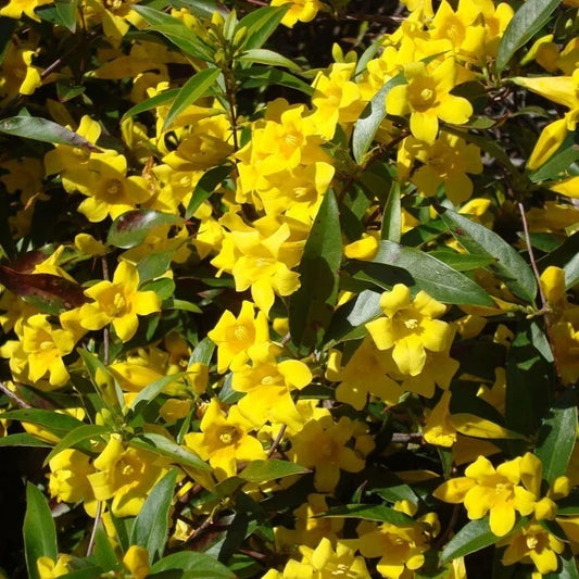 Carolina Jasmine Live Plant - Climbing Vine - Fragrant Yellow Blooms - Gelsemium sempervirens - No Pot