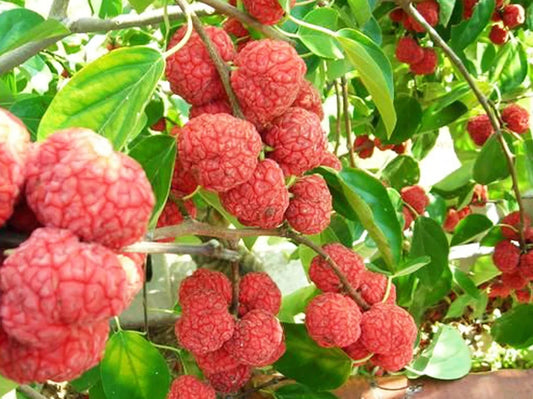 Mandarin Melon Berry Tree Seeds - Organic Superfood Variety - Maclura tricuspidata - 10 Seeds with Free Shipping