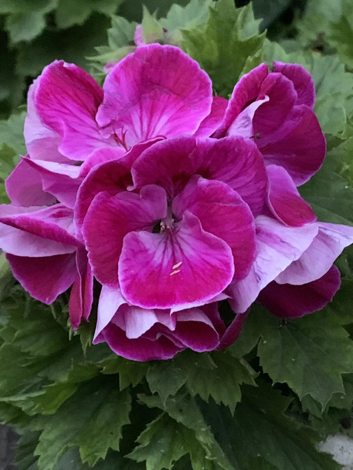 8 Inch Tall Live Pelargonium Plant, Rare Purplish Pink Geranium in Pot, Indoor/Outdoor Houseplant