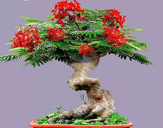 Bonsai Seeds - 20 Flamboyant Flame Tree Seeds - Delonix regia, Prized Flowering Variety for Gardening and Bonsai Projects
