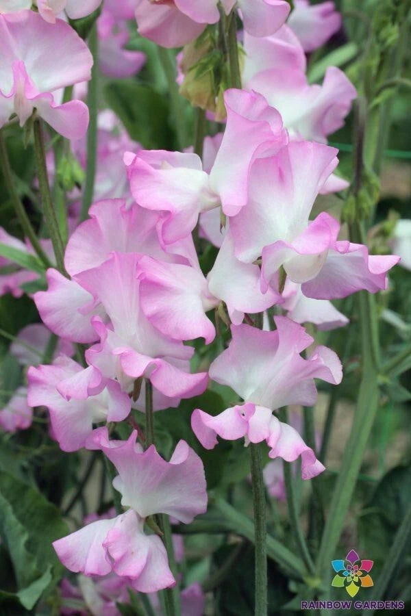 Gwendoline Sweet Pea Seeds - 50+ Seeds for Garden Planting - Lathyrus odoratus - USA