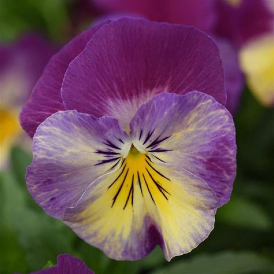 15 Pansy Seeds Cool Wave Raspberry Swirl Trailing Pansy - Viola x wittrockiana