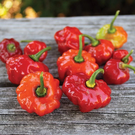 Jamaican Red Scotch Bonnet Pepper Seeds - 20 Fresh Premium Seeds - Capsicum chinense