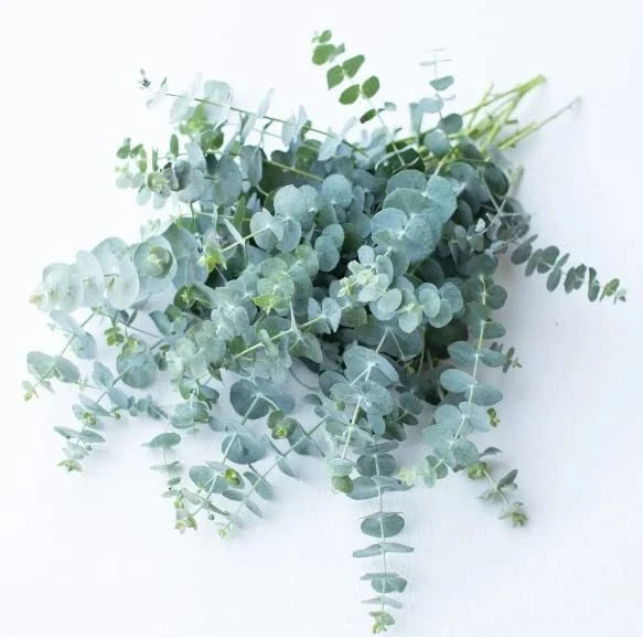 Baby Blue Eucalyptus Seeds for Planting, 10 Seeds, Ideal for Cut Flower Bouquets, Eucalyptus globulus