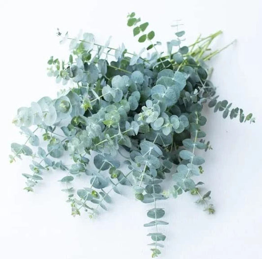 Baby Blue Eucalyptus Seeds for Planting, 10 Seeds, Ideal for Cut Flower Bouquets, Eucalyptus globulus