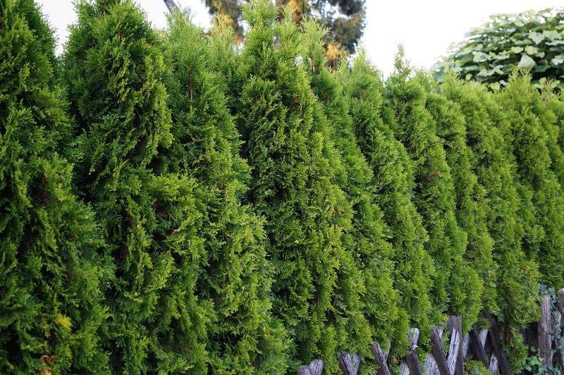 American Arborvitae Seeds - 50 Count - Thuja occidentalis - Hardy Evergreen for Privacy Hedges and Landscaping