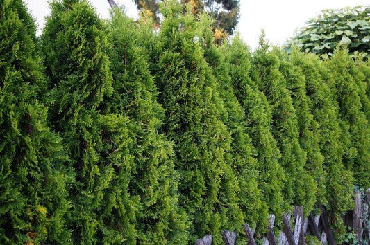 American Arborvitae Seeds - 50 Count - Thuja occidentalis - Hardy Evergreen for Privacy Hedges and Landscaping