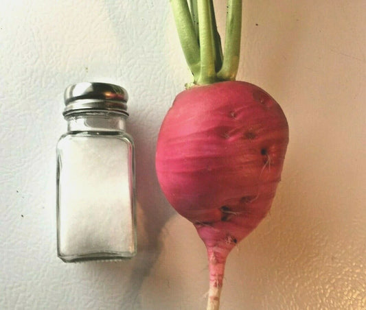 German Giant Radish Seeds - 300+ Organic Heirloom Vegetable for Garden & Container - Raphanus sativus