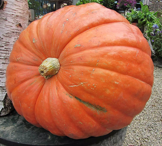 10 Seeds - Big Max Pumpkin - Up to 100 lbs - Cucurbita maxima - GroCo USA - Buy 15 Ships Free