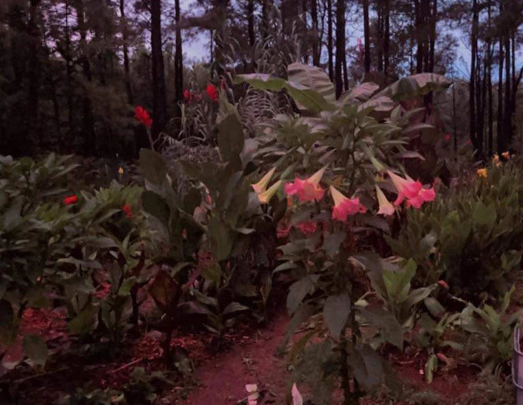 Versicolor Peach Pink Angel Trumpet Cuttings - 2 Unrooted Cuttings (Brugmansia versicolor)