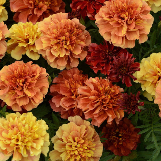 Marigold Seeds - Strawberry Blonde Color Changing Variety - 25 Pack - Tagetes erecta