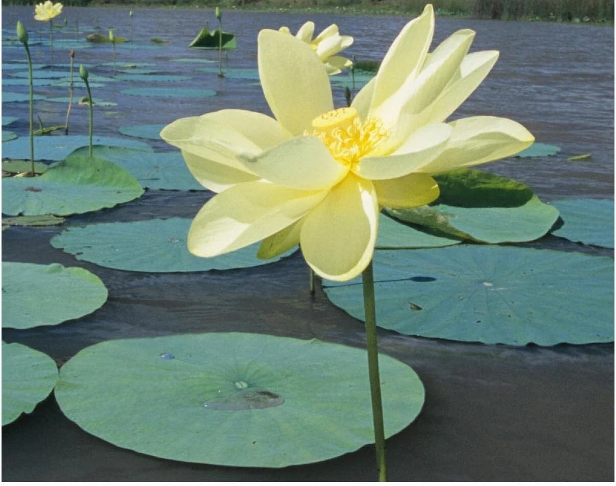 American Lotus Seeds - 10 Heirloom Yellow Water Lily Seeds (Nymphaea mexicana) - Native to USA
