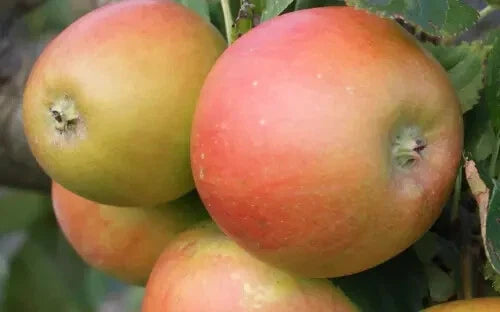 Barnack Beauty Apple Seeds - 25+ Heirloom Seeds for Garden Planting - Malus domestica - USA