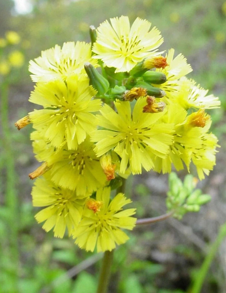 Youngia Japonica Seeds - 100+ Organic Asiatic Hawksbeard Medicinal Herb - USA Grown