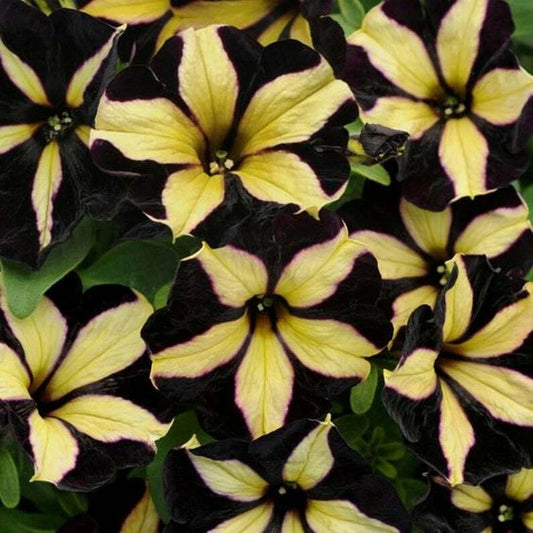 50 Black Yellow Petunia Seeds for Containers, Hanging Baskets, Window Planters - Petunia hybrids