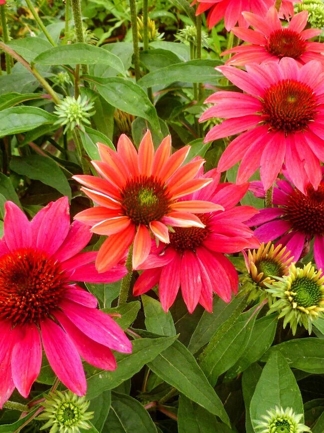 50 Coneflower Seeds - Tres Amigos Echinacea Perennial Flower Seeds - USA Grown