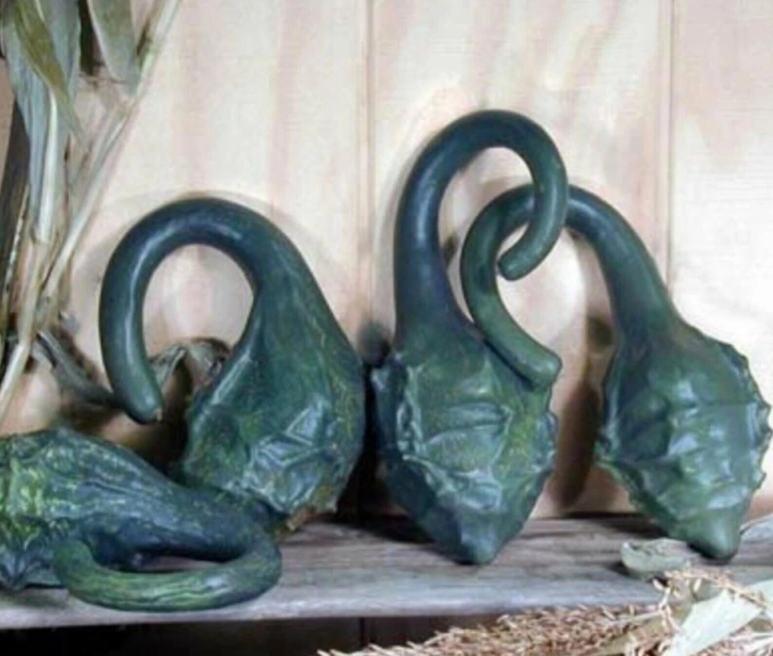 Caveman's Club Dinosaur Gourd Seeds - 20 Heirloom Maranka Squash Seeds - Rare Unique Variety for Gardening