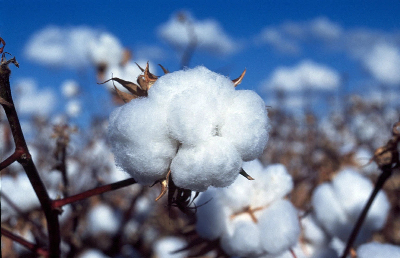 50 Non-GMO White Cotton Seeds - Gossypium Variety - USA Seller - Best Price