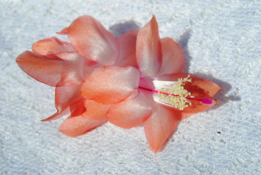 Christmas Cactus Starter Plant - Georgia Peach - Schlumbergera Truncata - Well Rooted Healthy Plant for Indoor Gardening