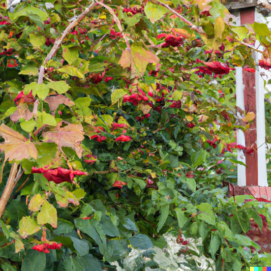 20 Squashberry Seeds - RARE Viburnum edule - Edible Fruit Bush - Cranberry Plant Seeds