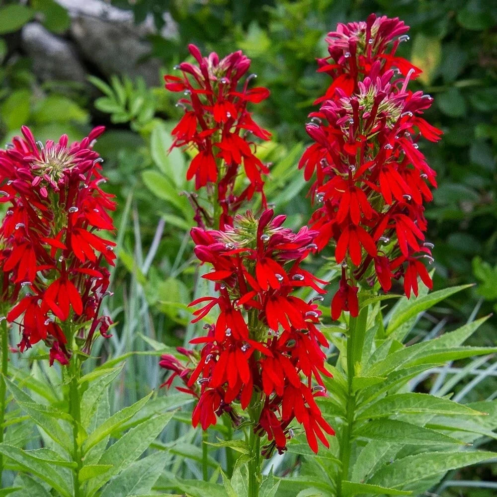 Cardinal Flower Seeds, 100 Count, Red Flowers, Lobelia cardinalis, Hummingbird Attracting