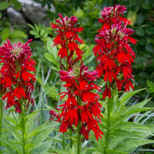 Cardinal Flower Seeds, 100 Count, Red Flowers, Lobelia cardinalis, Hummingbird Attracting