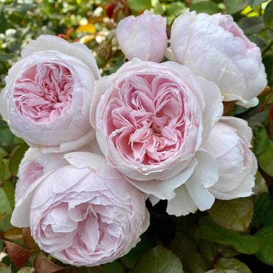 Floribunda Rose Cuttings - 3 Fresh Unrooted Cuttings - Earth Angel Variety - Rosa 'Earth Angel' 6" Long