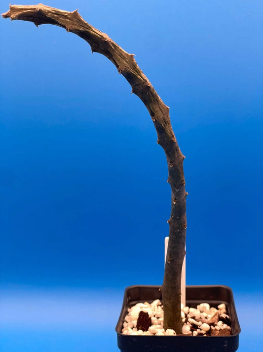 Ceropegia Stapeliformis Ssp Stapeliformis Plant in 4 Inch Pot - Rare Succulent, Well Rooted, Unique Feature Plant