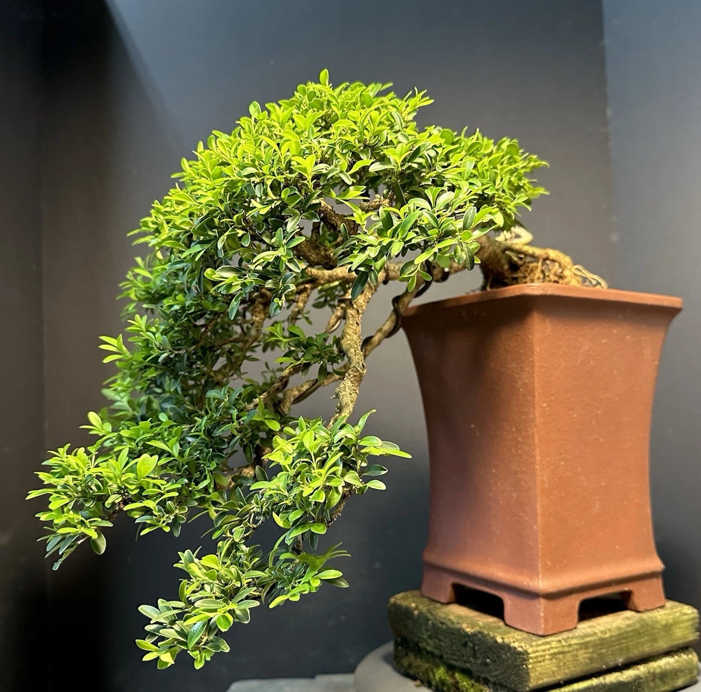 Bonsai Tree 12” Kingsville Boxwood Cascade - Buxus microphylla - Yixing Zisha Pot, 30-35 Years Old