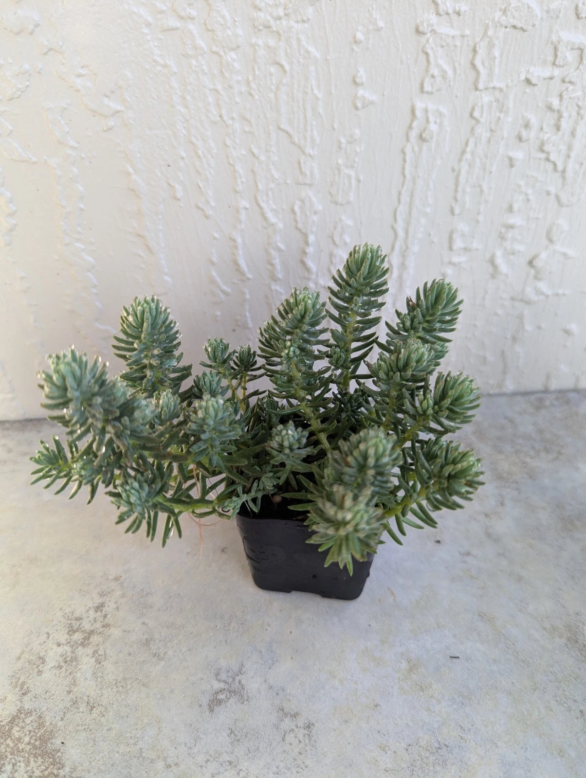 Stonecrop Sedum 'Blue Spruce' 2 Inch Overgrown Rooted Pot - Drought-Resistant Succulent Plant