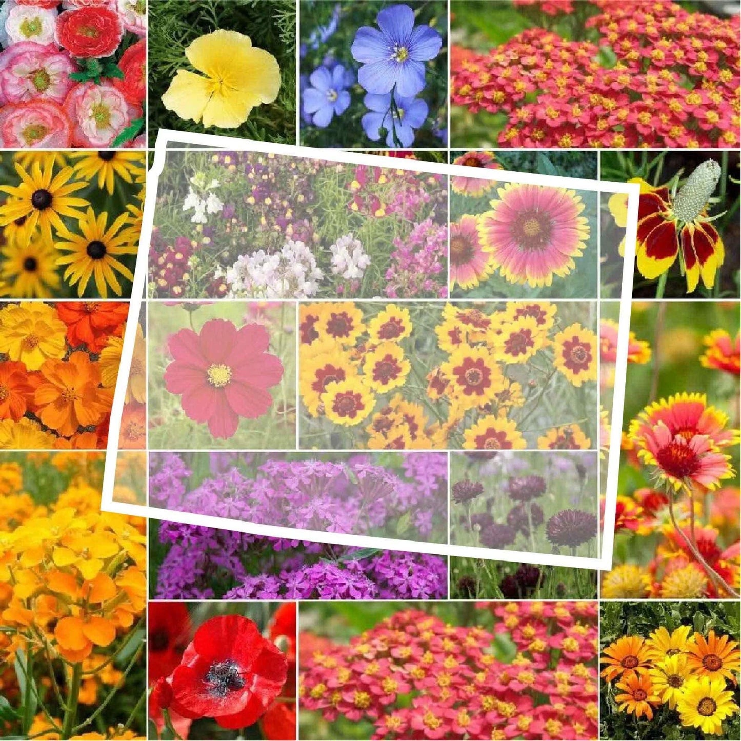 Wildflower Seed Mix - Wyoming State Flower - Perennials & Annuals - Non-GMO - 1000 Seeds