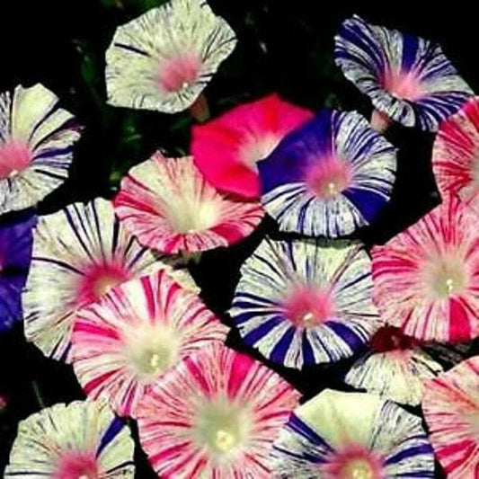 Carnival Mix Morning Glory Seeds - 20 Pack - Climbing Vine Annual Flower Seeds (Ipomoea purpurea)