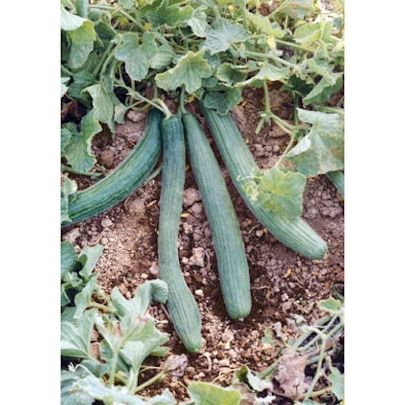 Italian Cucumber Seeds - 30 Pack Tortarello Verde Scuro - Gourmet Non-GMO (Cucumis sativus)