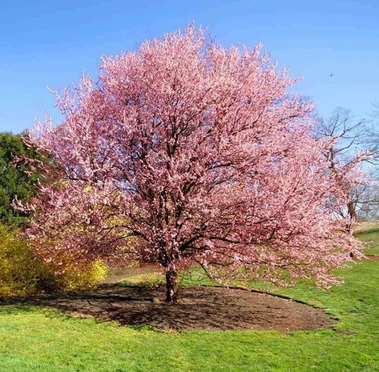 Kwanzan Cherry Tree 8-14" Live Plant 2.5" Pot Pink Flowers Prunus serrulata Outdoor Organic