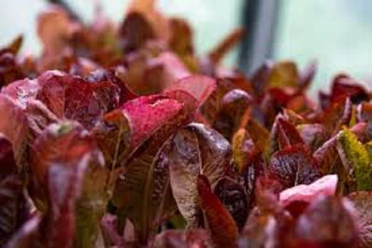 Organic Heirloom Seed - Premium Super Red Romaine Lettuce - Fresh, Tasty Variety - Non-GMO Seeds for Home Gardening