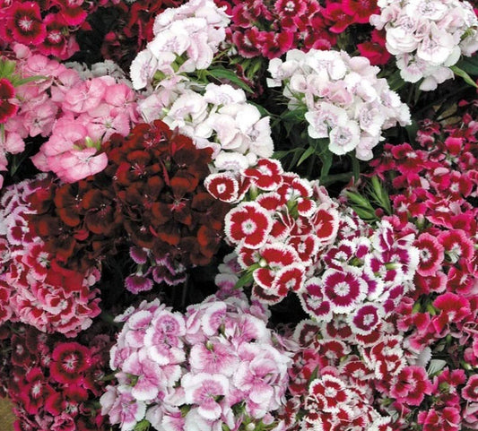 Dianthus Super Duplex Mix Seeds, 35+ Count, Colorful Cottage Garden Flowers, Dianthus spp.