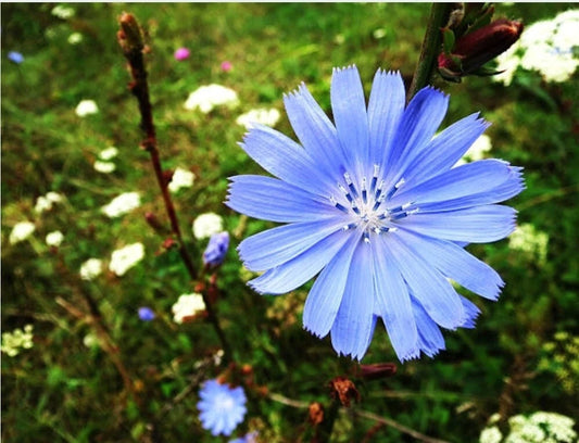Chicory Seeds - 200+ Organic Medicinal Herb Seeds - Cichorium intybus - No Pesticides