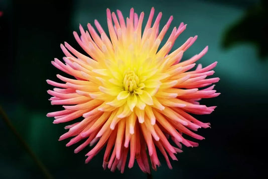 Cactus Dahlia Seeds - 50+ Mixed Color Pack - Made in USA - Ships from Iowa - Ideal for Gardens