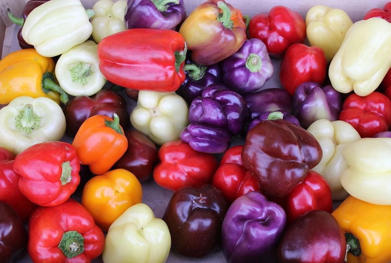 Rainbow Bell Pepper Seed Mix - 30+ Seeds - Colorful Variety - 7 Strains - Fresh Garden Seeds